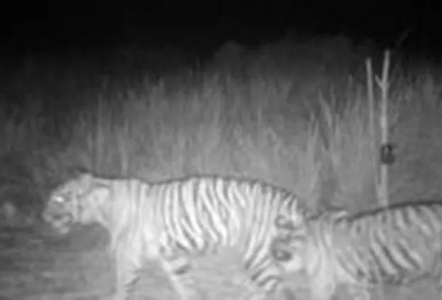 Kamera Perangkap BBKSDA Riau Rekam Dua Ekor Harimau di Teluk Lanus Siak
