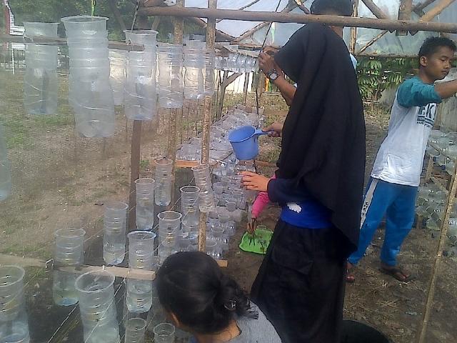 Mahasiswa UNRI dan UNIB Budidaya Tanaman Hidroponik di Kampung Jatibaru