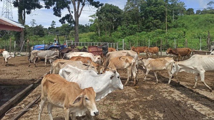 Kurus Tak Terurus, Polda Aceh Tetapkan 9 Tersangka Korupsi Pengadaan Sapi