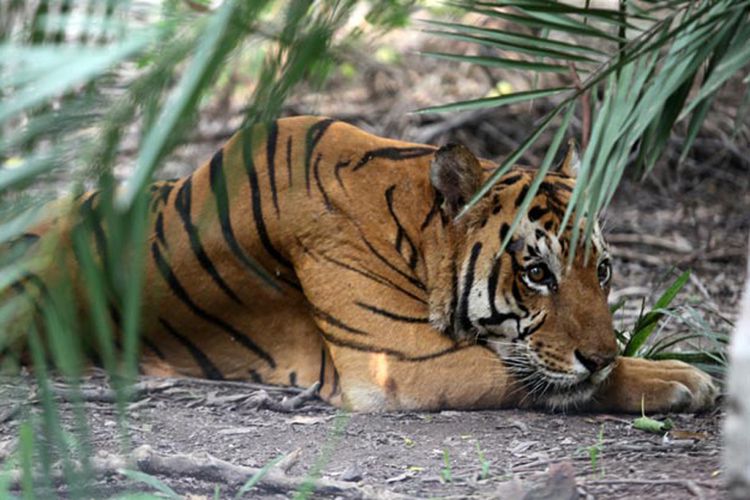 Warga Indragiri Hilir Lolos dari Maut Usai Diterkam Harimau