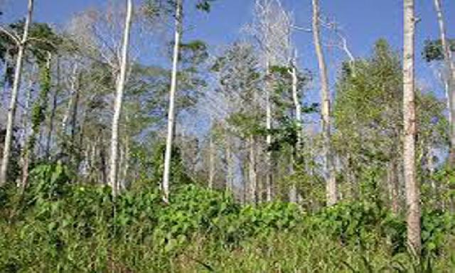 APRIL Pastikan Rantai Pasok Bebas Deforestasi