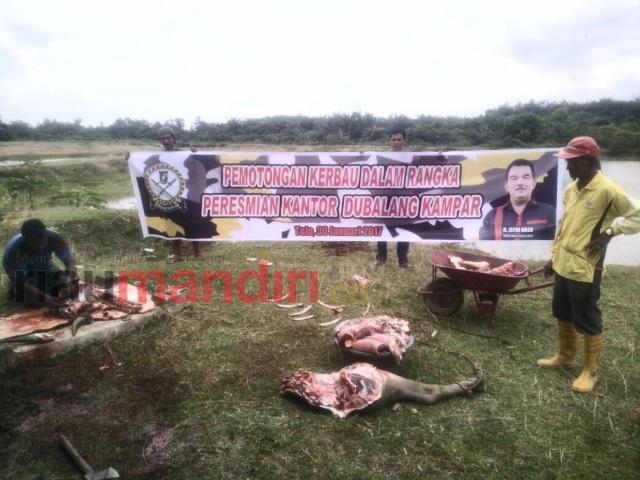 Potong Kerbau, Ardo Resmikan Kantor Dubalang Kampar