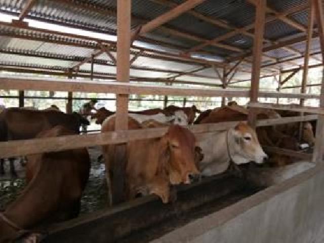 Sapi Brahman Cross dapat Berkembang Biak di Siak