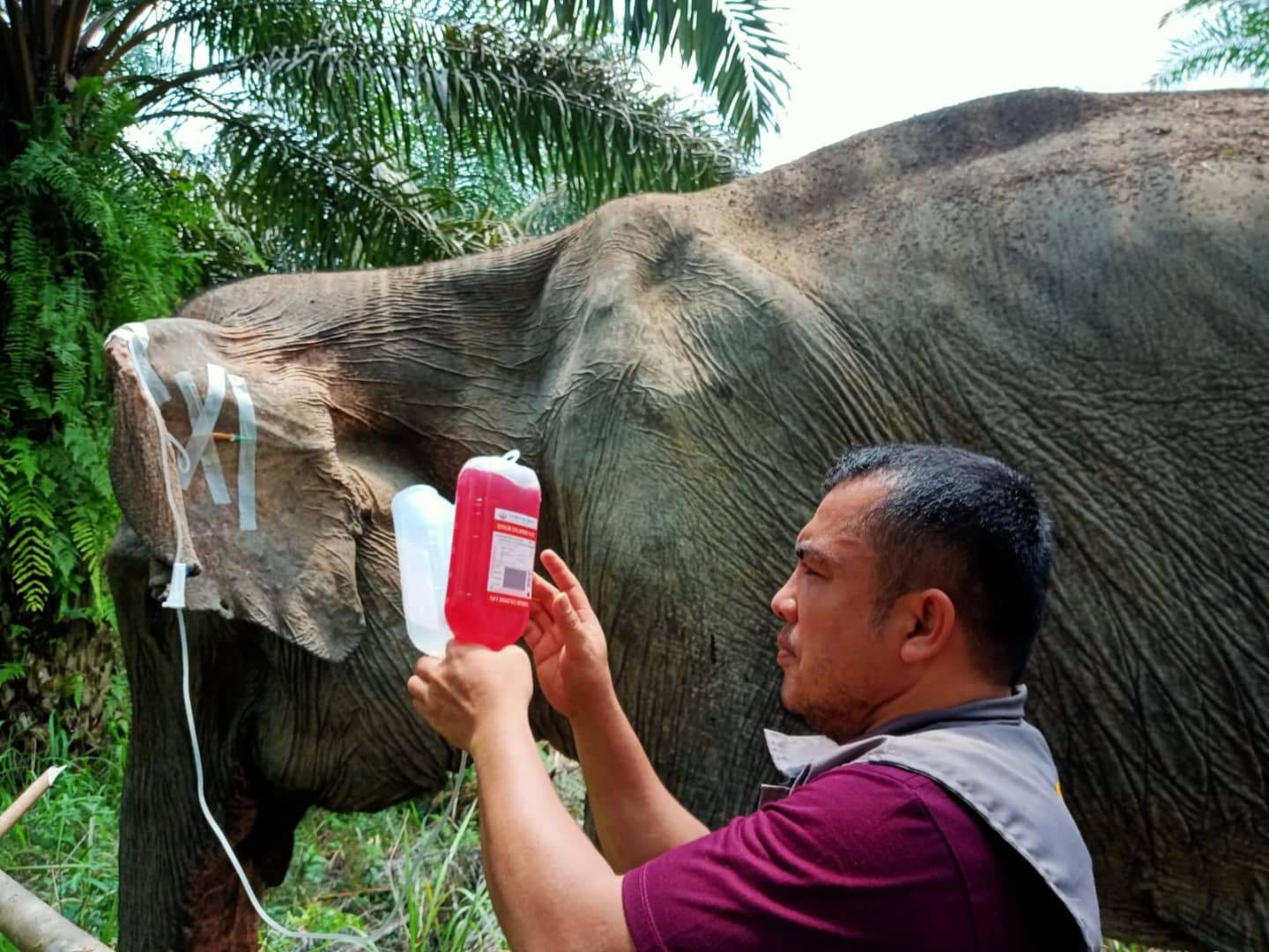 Kurus, Sakit, dan Kemaluannya Berulat, Gajah Liar Masuk Kebun Sawit Warga