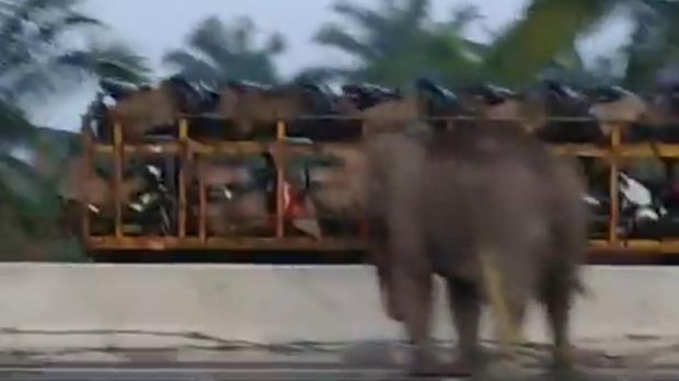 Jalur Khusus Terendam Air, Gajah Masuk Jalan Tol Pekanbaru-Dumai
