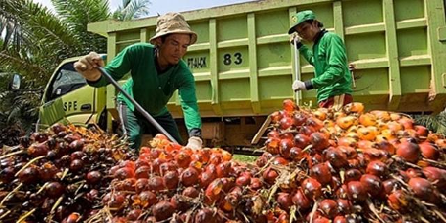 Jelang April, Harga TBS Kembali Naik