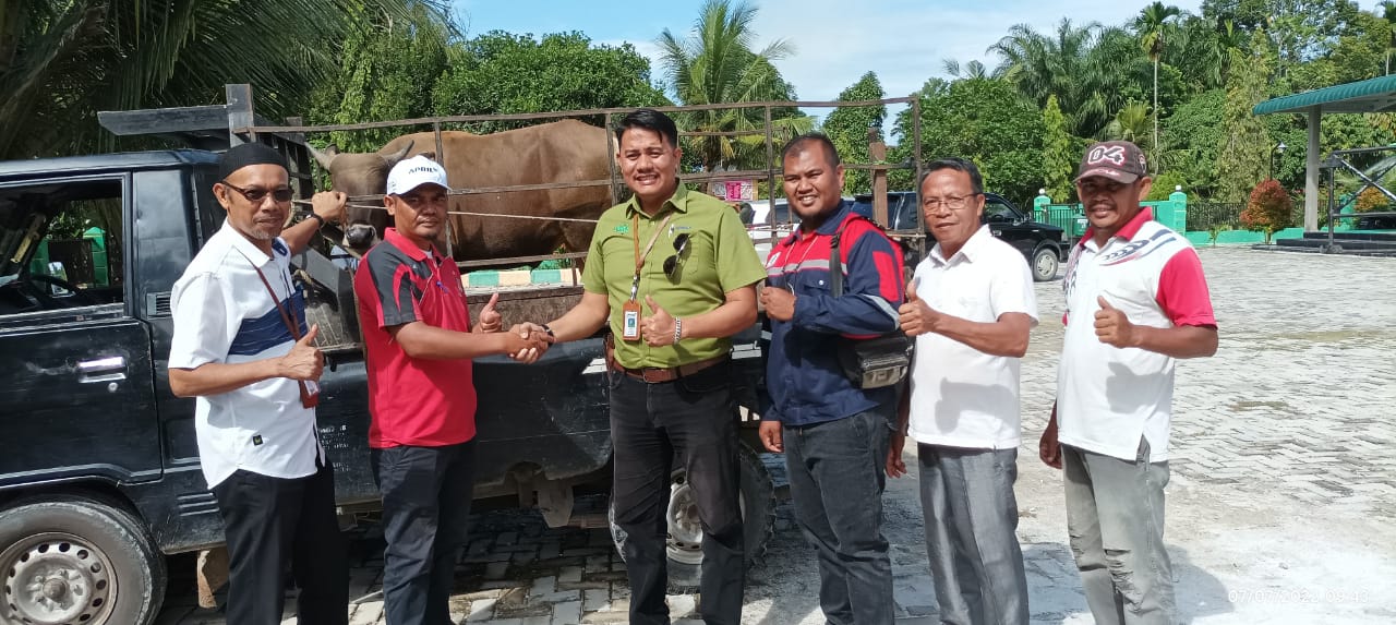 PT RAPP Salurkan 53 Hewan Kurban untuk Masyarakat