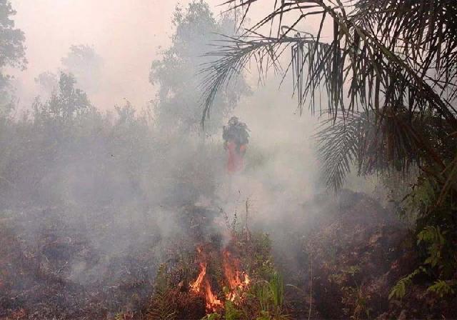 Taman Nasional Tesso Nilo Dikepung Api