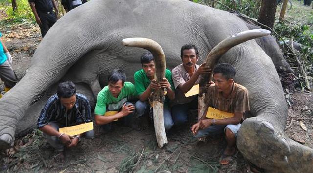 28 Pucuk Senpi Anggota Perbakin Riau Ditarik