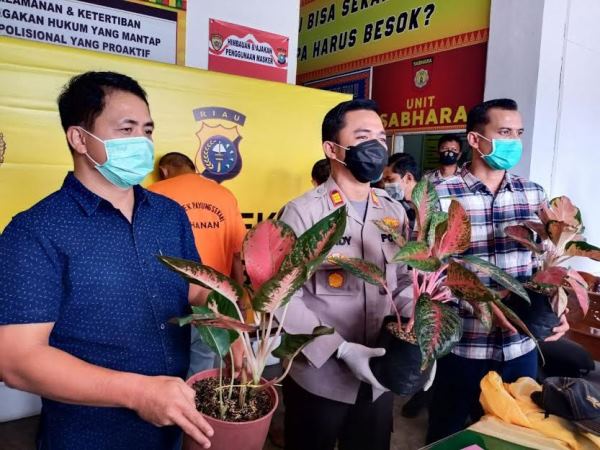 Bunga Aglonemanya Dicuri, Emak-mak di Pekanbaru Rugi Rp100 Juta