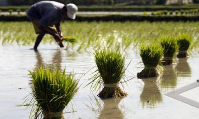 Bupati Minta Masyarakat Giat Bercocok Tanam