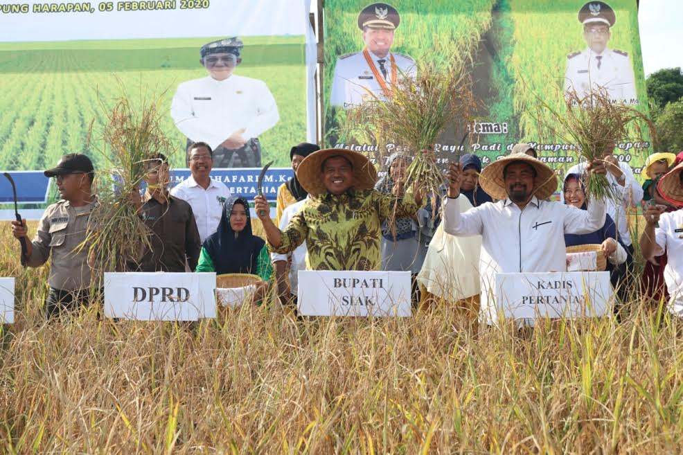 Ikut Panen Padi di Sungai Apit, Bupati Siak Kenang Masa Kecil