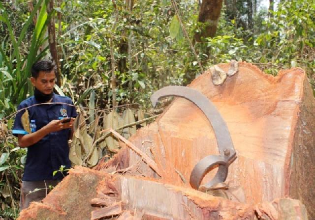 Hutan Perawan di Siak Terancam Musnah