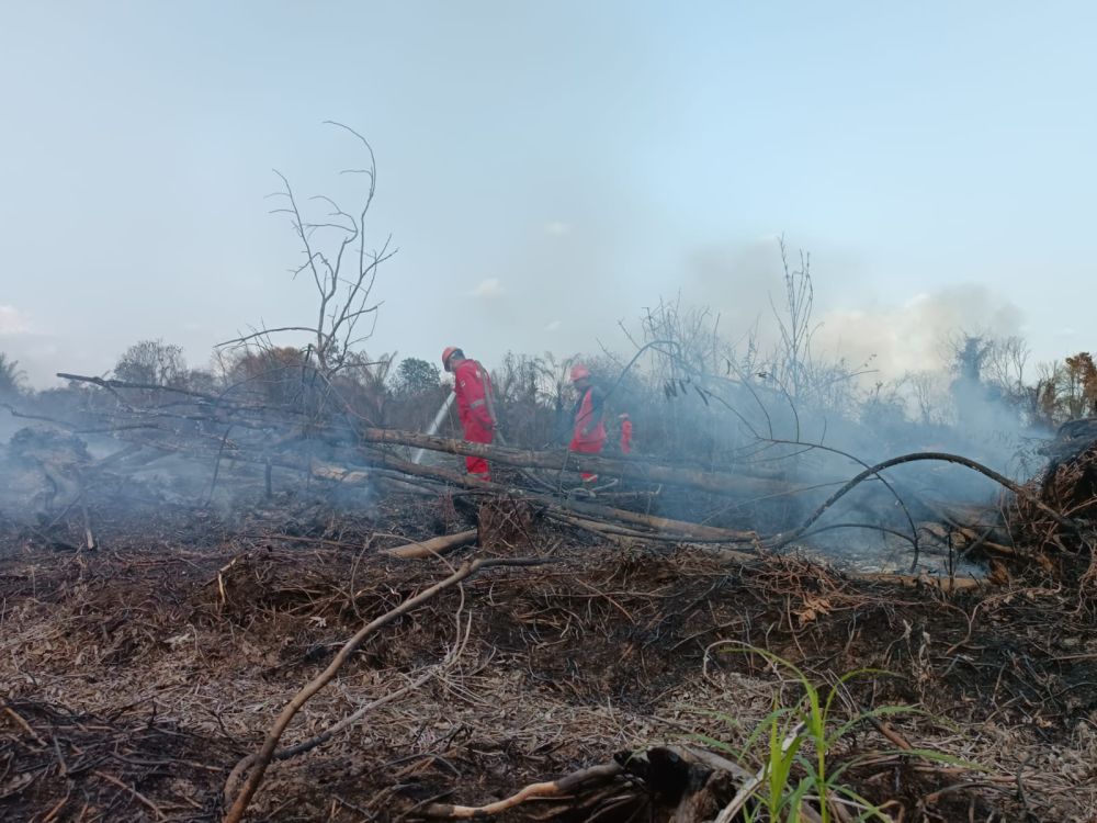 Manggala Agni Padamkan 2 Hektar Lahan Gambur di Kampar