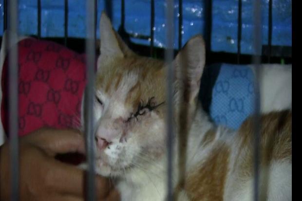Sadis, Warga di Cirebon Tembak Mata Kucing hingga Buta