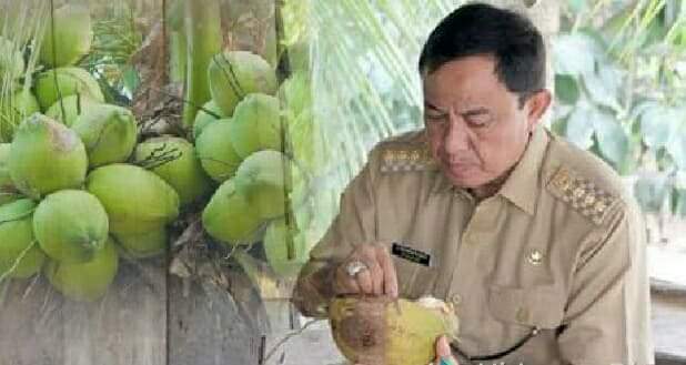 Bupati Inhil Ajak Warga Minum Kelapa Muda untuk Cegah Corona