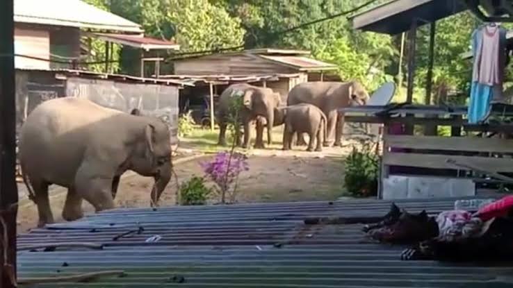Kawanan Gajah Liar Masuk Pemukiman di Pekanbaru