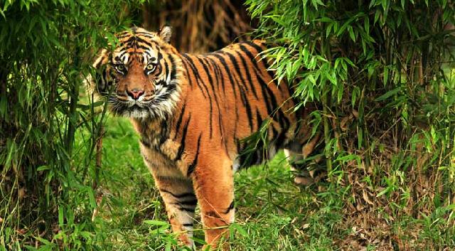 7 Harimau Mengganas Serang Warga, Tim Pemburu Diterjunkan