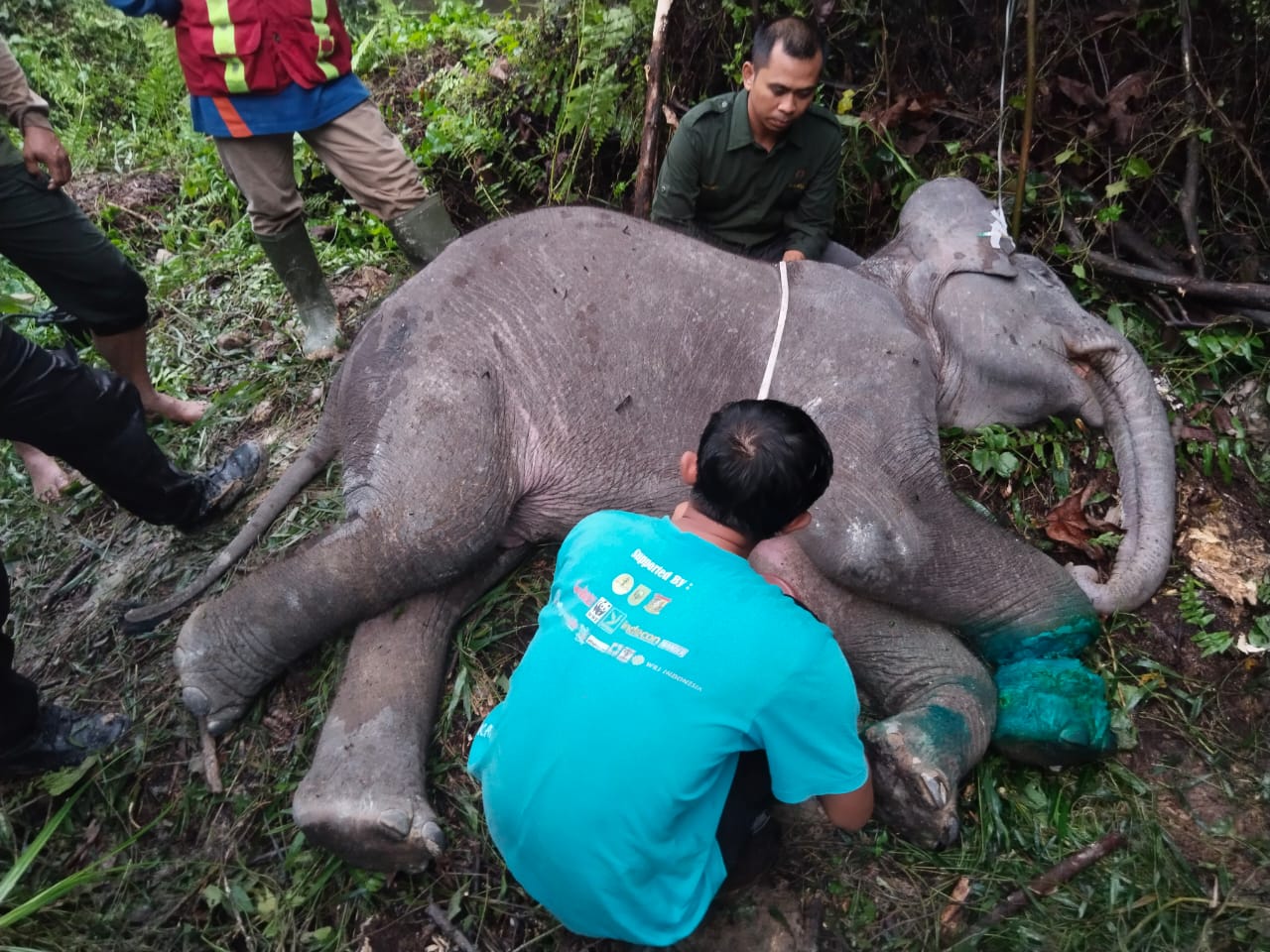 Kaki Terlilit Tali Nilon, Anak Gajah Sumatera di Tesso Tenggara Mati