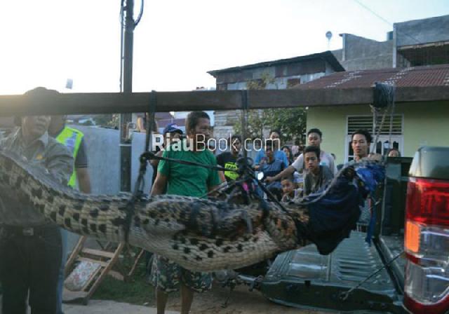 Masyarakat Padati Evakuasi Buaya Amad