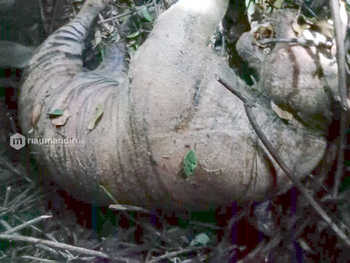 Seekor Harimau Sumatra Mati Terjerat di Sei Mandau Siak