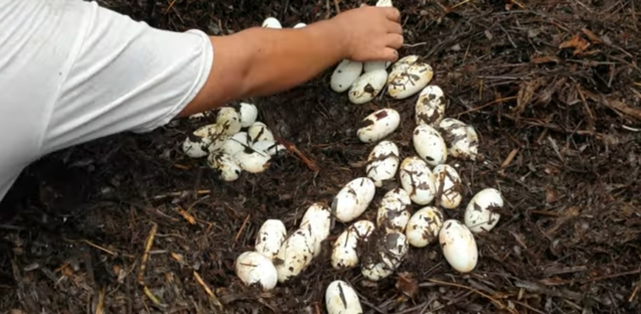 KSDA Riau Berencana Tetaskan Telur Buaya yang Ditemukan di Kebun Warga