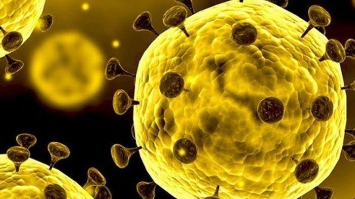 Virus Corona Bisa Menular Lewat Lalat? Cek Faktanya