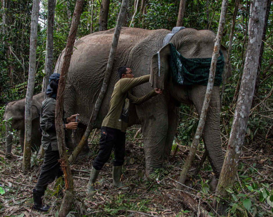 BKSDA Riau Pasang GPS Collar Pantau Pergerakan Gajah di Kantong Tesso Tenggara