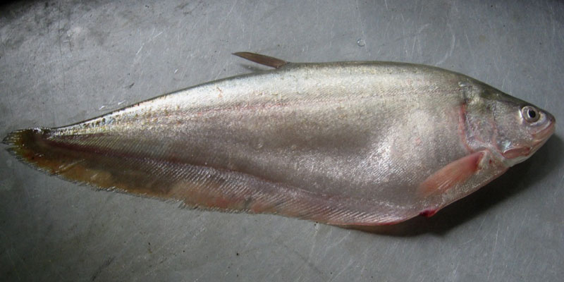 Jangan Lagi Pancing Belida Kalau Tak Ingin Dibui