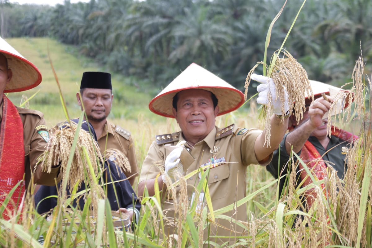 Panen Padi, Bupati Sukiman Instruksikan Camat dan kades Manfaatkan Lahan Kosong