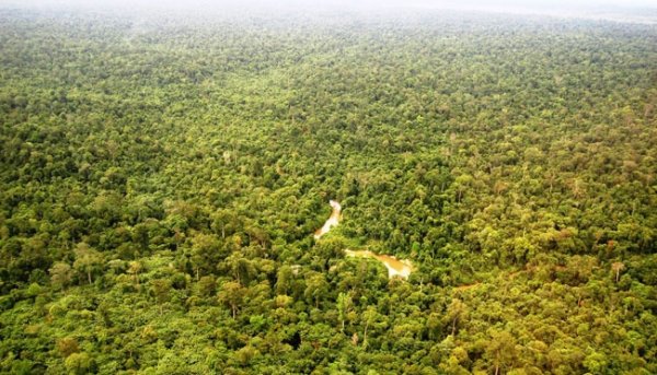 Ini Sejumlah Catatan FKKM Riau terhadap Program Perhutanan Sosial