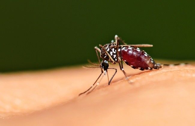 Untuk Capai Target Indonesia Bebas Malaria Tahun 2030, Pemerintah Lakukan Ini