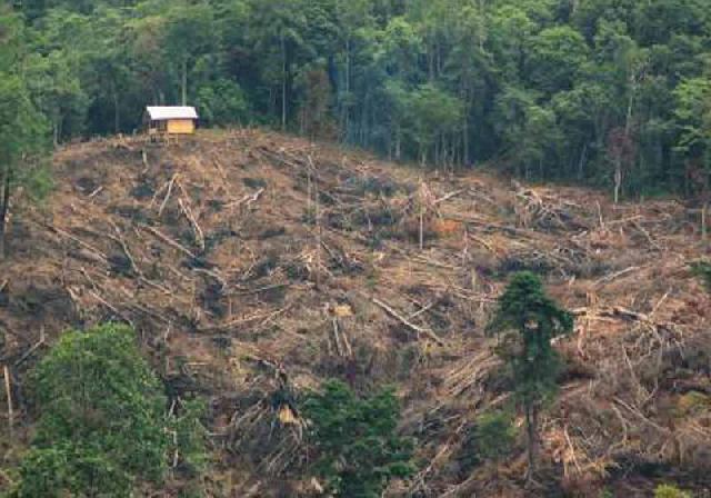 Polhut Minim, 61.911 Hektare Hutan Rusak