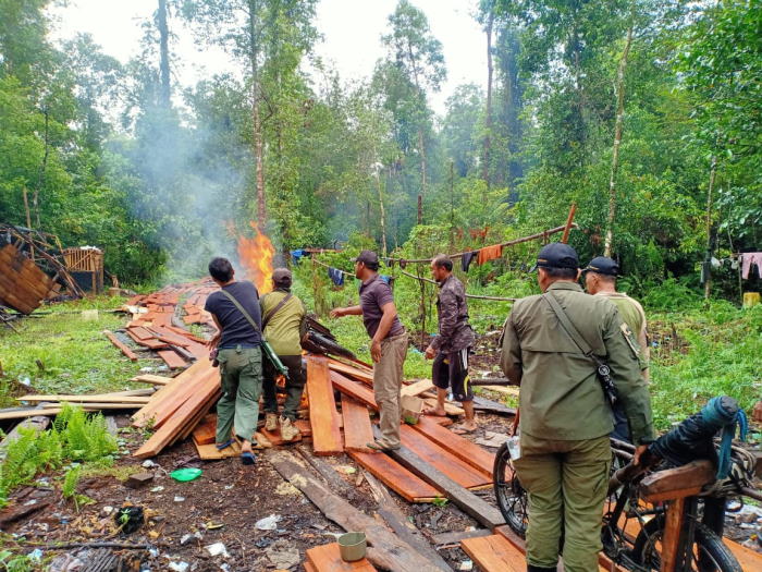 Tak Temui Pelaku di Lokasi Pembalakan Liar, BBKSDA Riau: Ada Mata-Mata di Luar