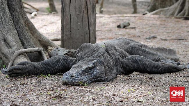 Dinilai Ugal-ugalan, Proyek Taman Nasional Komodo Diminta Behenti