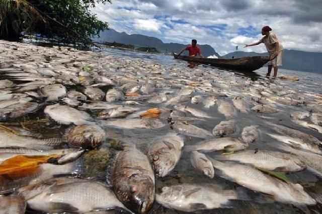 800 Ton Ikan Keramba di Danau Maninjau Mati
