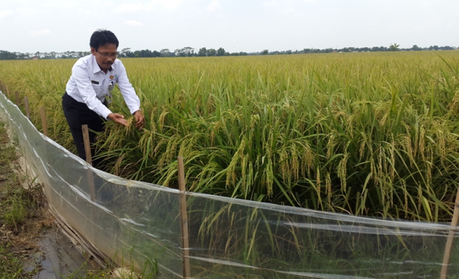 Stunting Merajalela, Pemerintah Riau Sarankan Masyarakat Makan Beras Nutri Zinc 