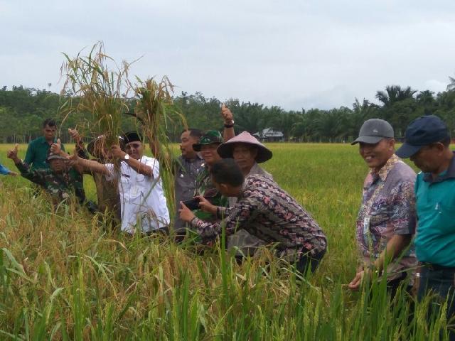 Jelang Panen Raya Harga Beras di Rohul Naik, Petani Kecam Impor Oleh Pemerintah