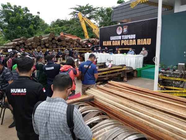 Ilegal Loging di Rimbang Baling Terbongkar, Polisi Sita Ratusan Kayu Gelondongan