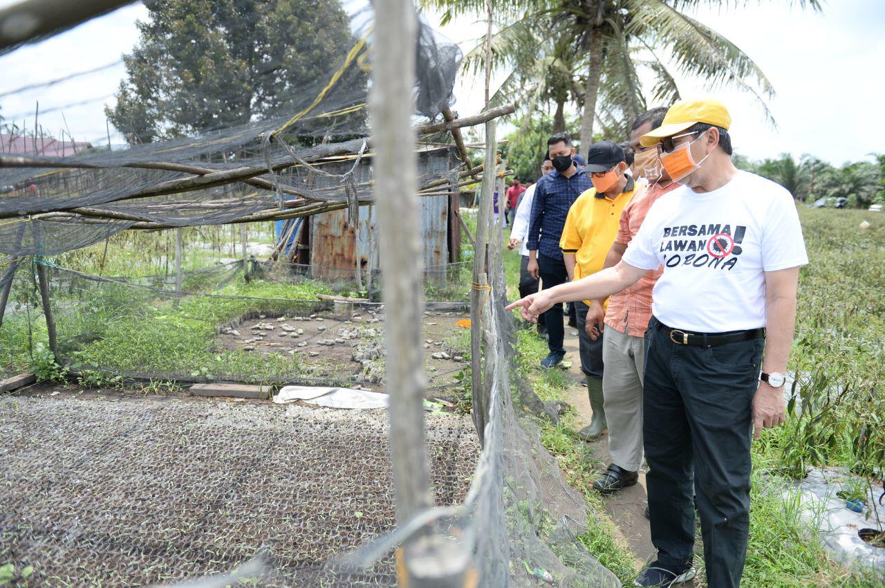 Jaga Ketersedian Pangan Saat Covid-19, Gubernur Riau Tinjau Perkebunan Sayuran dan Buah