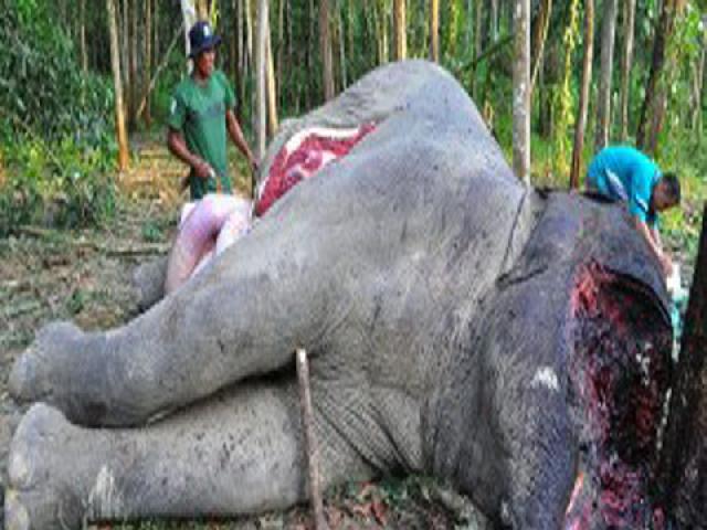 Seekor Gajah Mati di Areal HTI