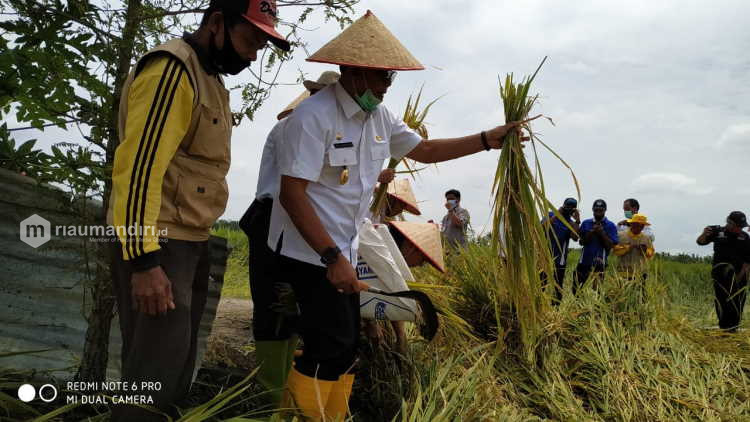 Bupati Rohil Suyatno Ikut Panen Raya di Desa Mukti Jaya