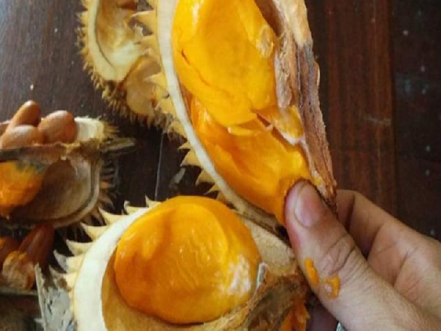 Durian Si Petot dari Pandeglang