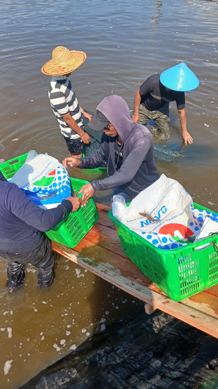 Panen Perdana, Kelompok Semangat Baru Catatkan 4 Ton Udang Vaname