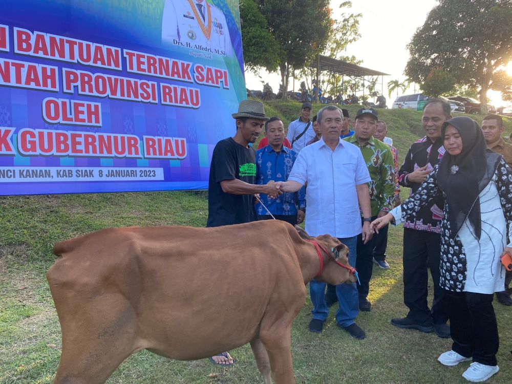 269 Kelompok Peternak Sapi Terima Bantuan dari Pemprov Riau