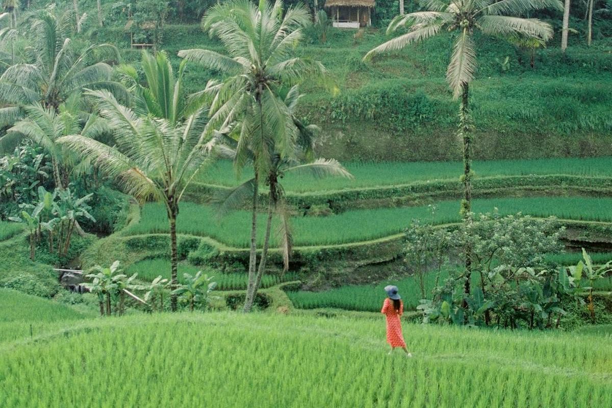 Kutu Kasur Ancam Pariwisata Ubud Bali, Ini Tips Distanak Gianyar