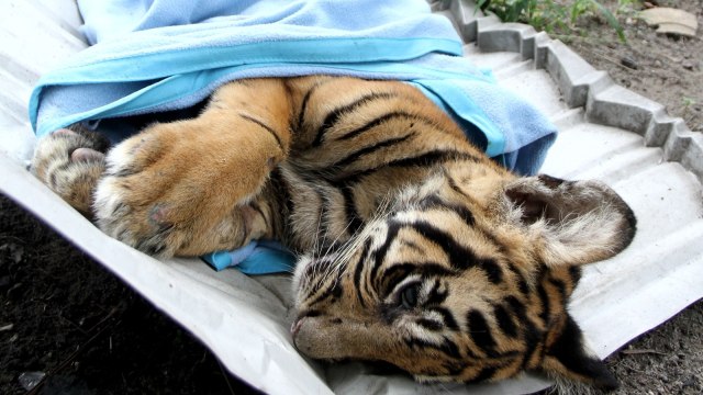 Ini Kronologi Harimau Sumatra Terpapar Covid-19 di Ragunan