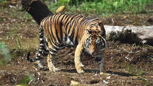 Harimau Sumatera Terlihat Berkeliaran di Areal PT Chevron di Minas