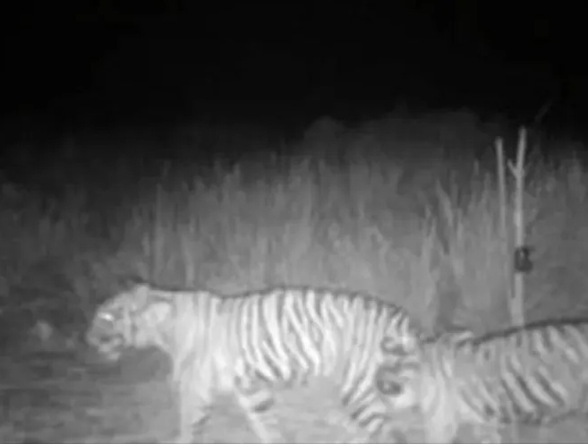 Seorang Diserang Harimau di Inhil, BBKSDA Riau Pasang Kamera Jebak