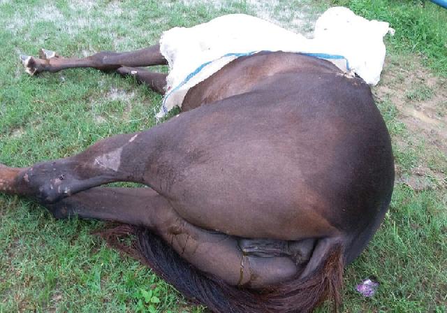 Kuda PON Riau Lancang Kuning Mati